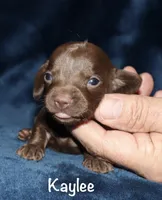 Kaylee (tiny LH), a female Miniature Dachshund for sale in Lovely, KY – 1 of 5