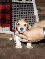 Whyatt (Longhaired) cream piebald, a male Miniature Dachshund for sale in Lovely, KY – 6 of 7