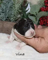 Vina, a female Poodle - Toy  for sale in Lovely, KY – Photo 4 of 8