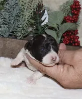 Vina, a female Poodle - Toy  for sale in Lovely, KY – Photo 6 of 8