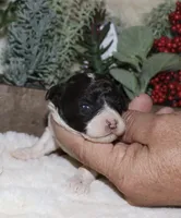 Vina, a female Poodle - Toy  for sale in Lovely, KY – Photo 2 of 8