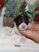 Vina, a female Poodle - Toy  for sale in Lovely, KY – Photo 3 of 8