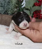 Vina, a female Poodle - Toy  for sale in Lovely, KY – Photo 1 of 8