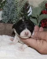 Vina, a female Poodle - Toy  for sale in Lovely, KY – Photo 8 of 8