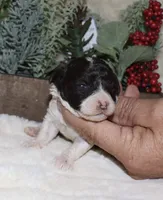 Vina, a female Poodle - Toy  for sale in Lovely, KY – Photo 5 of 8