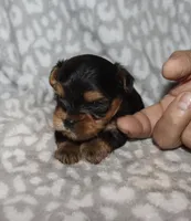 Sunny -, a male Yorkshire Terrier for sale in Lovely, KY – 2 of 4
