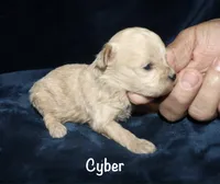 Clyde, a female Poodle - Toy  for sale in Lovely, KY – 2 of 9