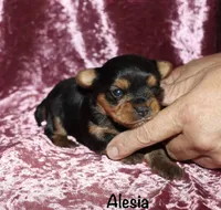 Alesia, a female Yorkshire Terrier for sale in Lovely, KY – 2 of 7