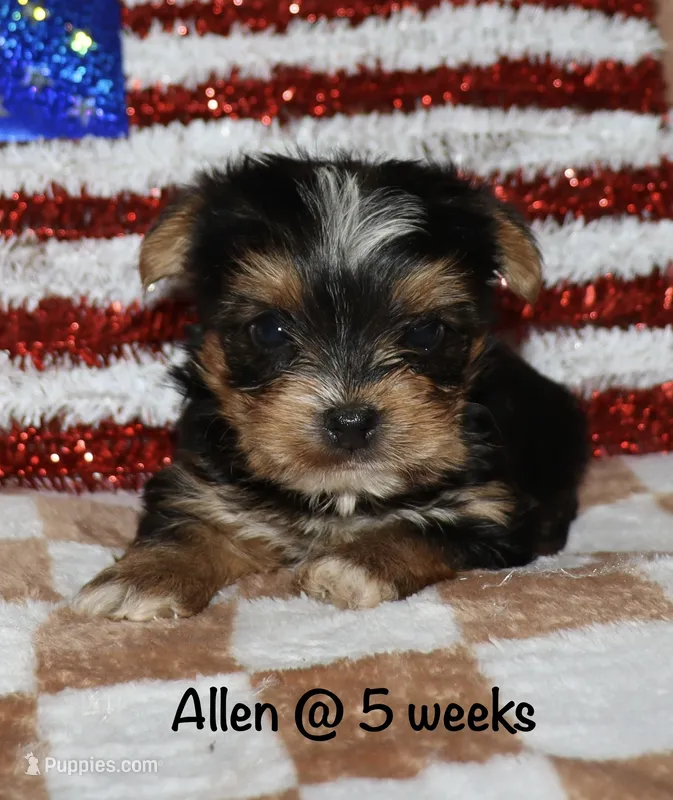 Allen – Yorkshire Terrier puppy for sale in Lovely, KY
