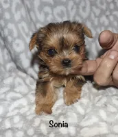 Tiny Sonia - merle, a female Yorkshire Terrier for sale in Lovely, KY – 1 of 6