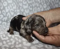 Cordae. (Long haired) dapple, a male Miniature Dachshund for sale in Lovely, KY – 5 of 7
