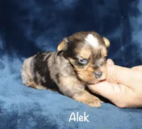 Alek. (Merle), a male Yorkshire Terrier for sale in Lovely, KY – 3 of 8