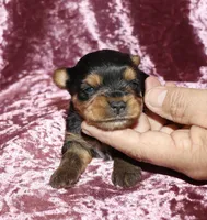 Alesia, a female Yorkshire Terrier for sale in Lovely, KY – 6 of 7
