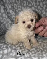 Casper tiny male 3.5 lbs, a male Poodle - Toy  for sale in Lovely, KY – 2 of 6