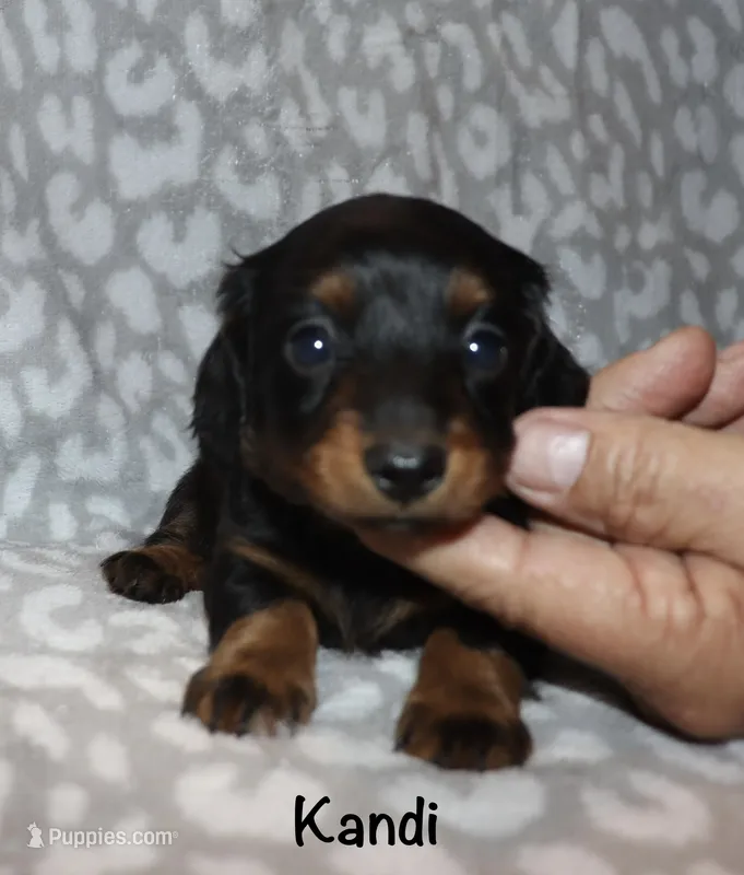 Kandi (longhaired) black and tan – Miniature Dachshund puppy for sale in Lovely, KY