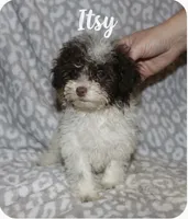 Itsy  tiny girl 4 lbs full grown t, a female Poodle - Toy  for sale in Lovely, KY – 5 of 9