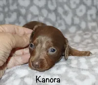 Kanora (longhaired) isabella, a female Miniature Dachshund for sale in Lovely, KY – 6 of 7
