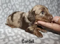 Cordell, a male Miniature Dachshund for sale in Lovely, KY – 7 of 8