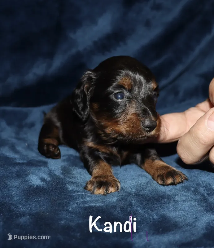 Kandi (longhaired) black and tan – Miniature Dachshund puppy for sale in Lovely, KY