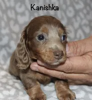 Kanishka (longhaired) isabella, a female Miniature Dachshund for sale in Lovely, KY – 3 of 10