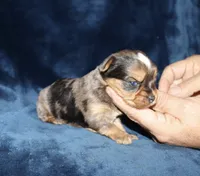 Alek. (Merle), a male Yorkshire Terrier for sale in Lovely, KY – 5 of 8