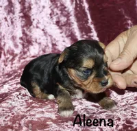 Aleena, a female Yorkshire Terrier for sale in Lovely, KY – 2 of 7
