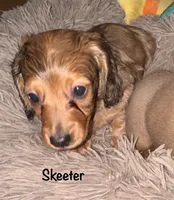 Skeeter (Long haired dapple), a male Miniature Dachshund for sale in Lovely, KY – 5 of 10