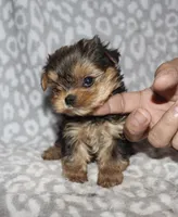 Tiny Sondra, a female Yorkshire Terrier for sale in Lovely, KY – 2 of 8