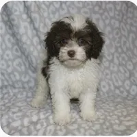 Itsy  tiny girl 4 lbs full grown t, a female Poodle - Toy  for sale in Lovely, KY – 7 of 9