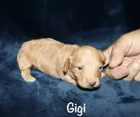 Gigi, a female Miniature Dachshund for sale in Lovely, KY – 2 of 9