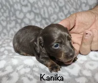 Kanika (Longhaired) blue, a female Miniature Dachshund for sale in Lovely, KY – 5 of 7
