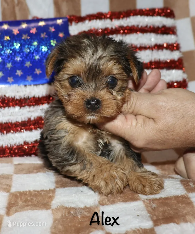 Alex.  ( merle) – Yorkshire Terrier puppy for sale in Lovely, KY