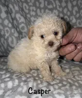 Casper tiny male 3.5 lbs, a male Poodle - Toy  for sale in Lovely, KY – 4 of 6