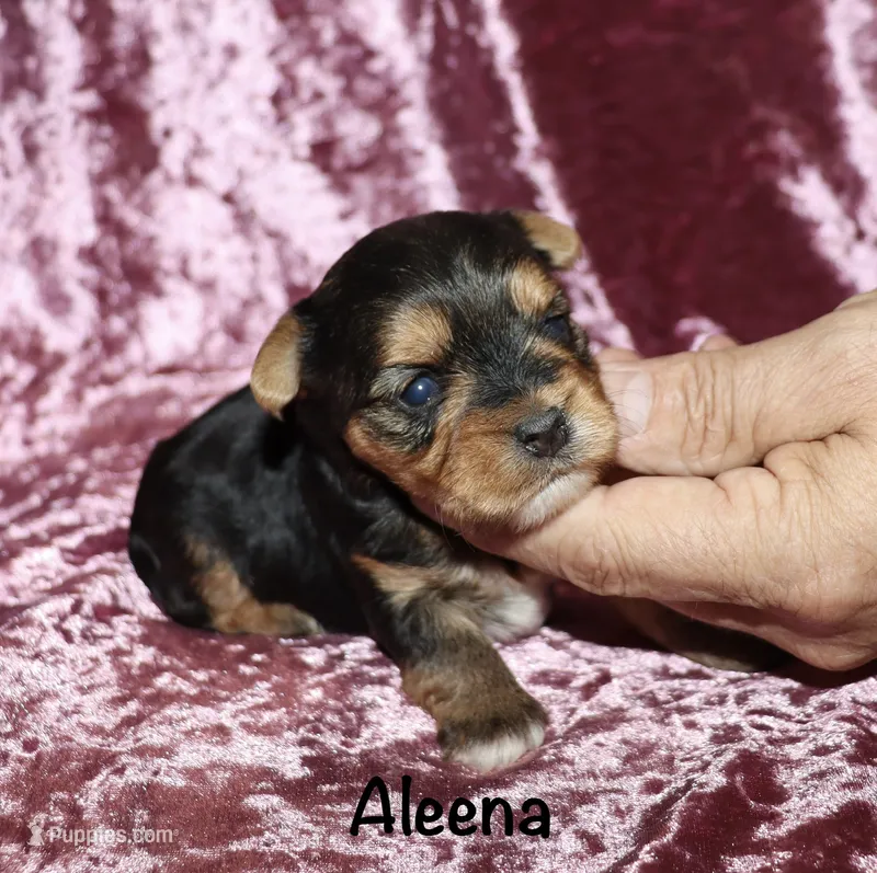 Aleena – Yorkshire Terrier puppy for sale in Lovely, KY