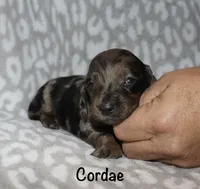 Cordae. (Long haired) dapple, a male Miniature Dachshund for sale in Lovely, KY – 3 of 7