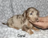 Coral LH Isabella dapple, a female Miniature Dachshund for sale in Lovely, KY – 5 of 8