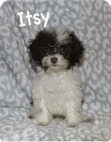 Itsy  tiny girl 4 lbs full grown t, a female Poodle - Toy  for sale in Lovely, KY – 3 of 9