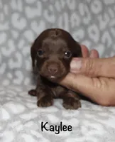 Kaylee (tiny girl), a female Miniature Dachshund for sale in Lovely, KY – 7 of 10