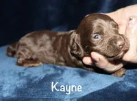 Kayne (LH), a male Miniature Dachshund for sale in Lovely, KY – 6 of 7