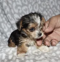 Tiny Solana - Parti factor, a female Yorkshire Terrier for sale in Lovely, KY – 7 of 9