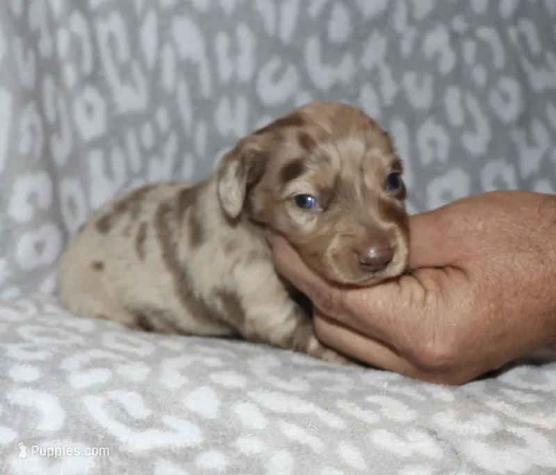 Corabeth LH Isabella dapple – Miniature Dachshund puppy for sale in Lovely, KY