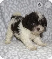 Itsy, a female Poodle - Toy  for sale in Lovely, KY – 2 of 4