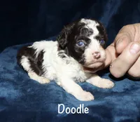 Doodle, a male Poodle - Toy  for sale in Lovely, KY – 2 of 5
