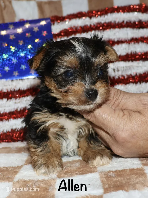 Allen – Yorkshire Terrier puppy for sale in Lovely, KY