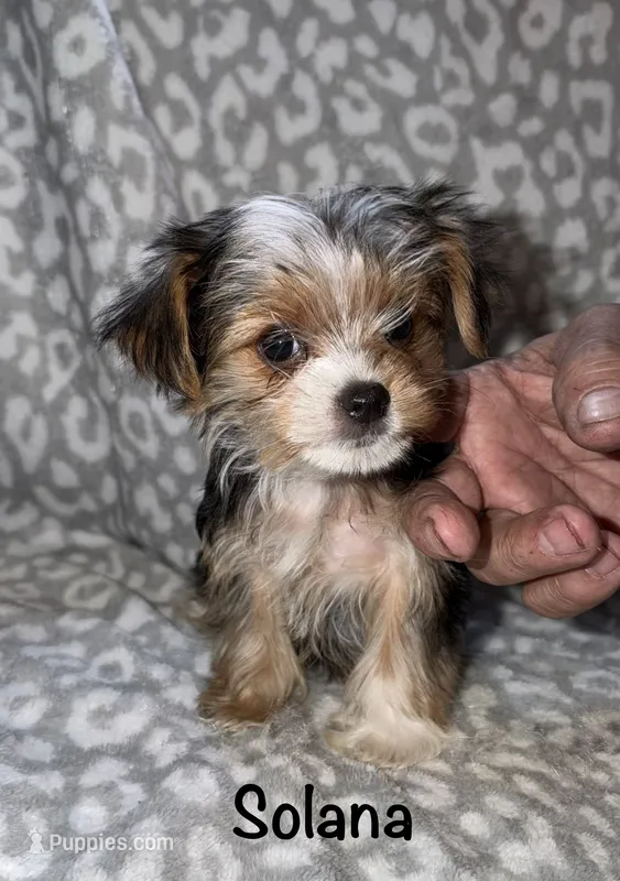 Tiny Solana - Parti factor – Yorkshire Terrier puppy for sale in Lovely, KY