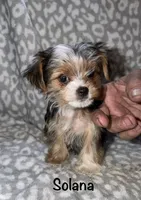 Solana - Parti factor, a female Yorkshire Terrier for sale in Lovely, KY – 1 of 6