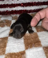 Kelly (longhaired), a female Miniature Dachshund for sale in Lovely, KY – 6 of 8