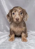 Coral LH Isabella dapple, a female Miniature Dachshund for sale in Lovely, KY – 2 of 8