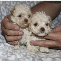 Donna, a female Poodle - Toy  for sale in Lovely, KY – 6 of 7
