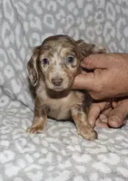 Coral LH Isabella dapple, a female Miniature Dachshund for sale in Lovely, KY – 6 of 8